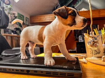 🐶✨ Okamžitě k odběru – Štěňátko Jack Russell - 3