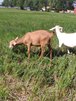 Prodám kůzlata - 3