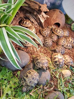 Želva zelenavá- testudo hermanni - 3