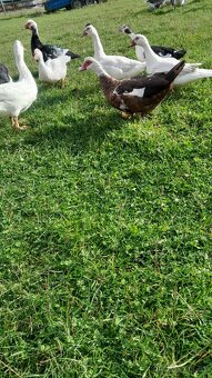 Prodám Pižmovky - 3