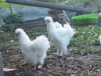 Kohout Hedvábnička vousatá - 3