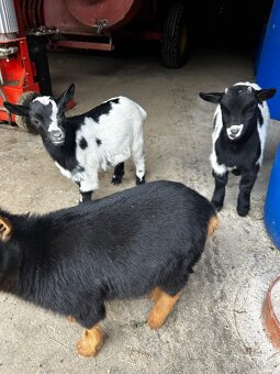 holandská zakrslá - 3