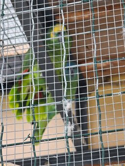 Amazoňan modročelí - 3