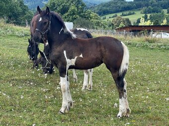 Barock pinto kobylka - 3