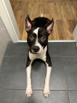 Americký staford - 3