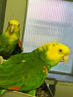 amazonan oretrix - 3