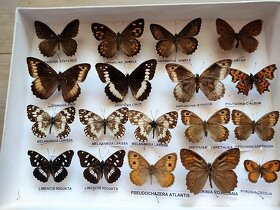 Sbírka motýlů modrásci a babočky - 3