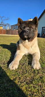 Krytí Americká akita - 3