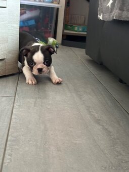 Boston Terrier - 3