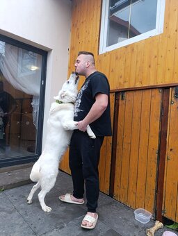 Nabízím ke krytí bílého Švýcarského ovčáka. - 3