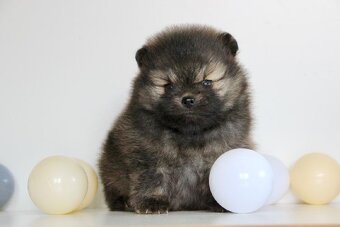 Pomeranian s PP/ FCI - 3