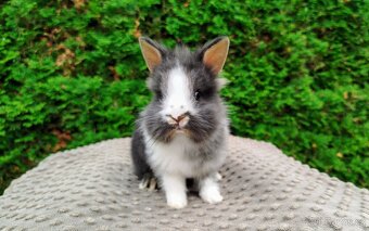 Zakrslý králík, králíček -(lvíček)-TIMMY - 3