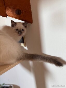 Ragdoll - 3
