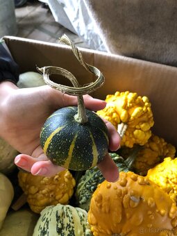Okrasné dýně - 3