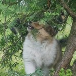 KOLIE DLOUHOSRSTA ZLATA fenka - 3