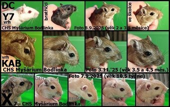 Piskomilove mladata - 3