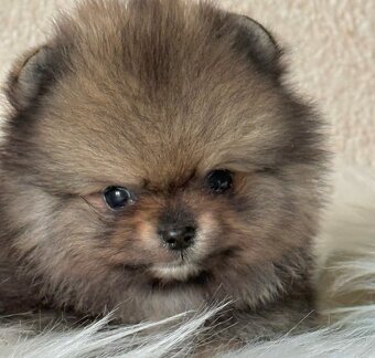 Pomeranian - 3