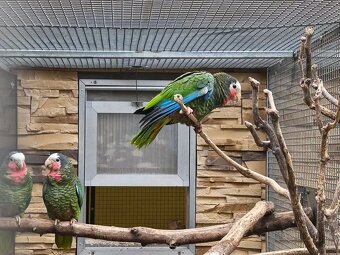 Amazoňan Kubánsky  1.0 - 3