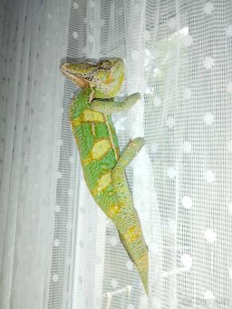 Chameleon jemenský - 3