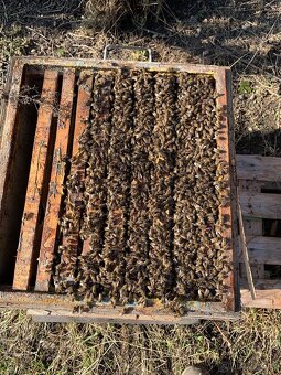 Včelí oddělky Buckfast VSH 2026 - 3