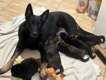 Německý ovčák - 3