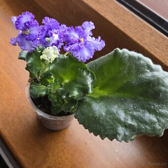 Fialka "CURLY" bílá + fialová, zakořeněný list nakvétá - 3