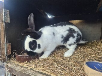Králíci - 3