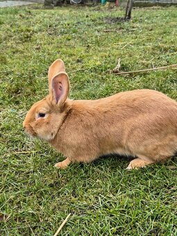 Burgundský s PP - 3