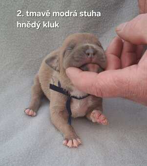 Americký stafordšírský teriér bez PP - 3