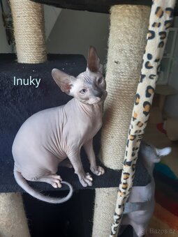 Don Sphynx Kocourek s PP - 3