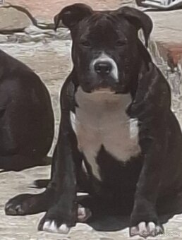 American Bully steniatko - 3