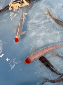 Koi kapr-tancho maruten 10-12cm - 3