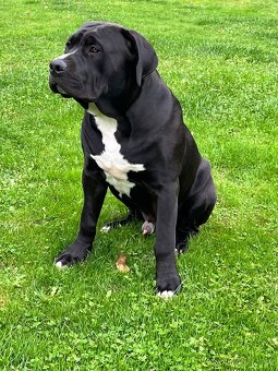 American Bully - 3