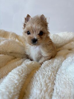 Yorkshir, yorkshirský jorkšírský terier štěně s pp - 3