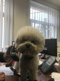 Bišonek s PP ke krytí - 3