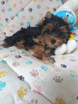 Jorkšírský teriér s PP - Spaltbiewer - 3