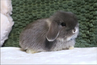 Zakrslý králíček - beránek MINILOP 🩷 - 3