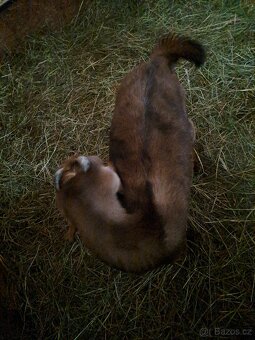 Anglonubijský kozel - 3