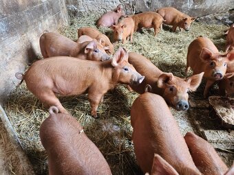 Selata duroc - 3