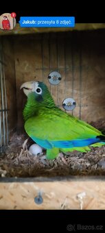 Samica Amazon Ventralis Amazona Haitsky - 3