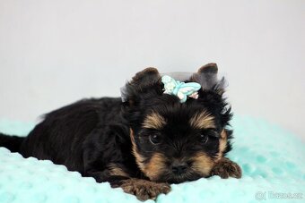 jorkšírský terrier s PP (Colorful) - 3