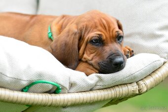 Štěňátko rhodéského ridgebacka - standardní kluk s PP - 3