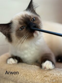 RAGDOLL - 3