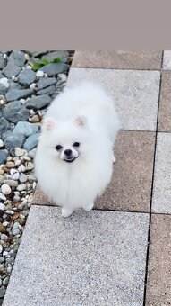 Pomeranian - 3