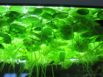 Akvarijní rostlina - plovoucí - Limnobium laevigatum - 3