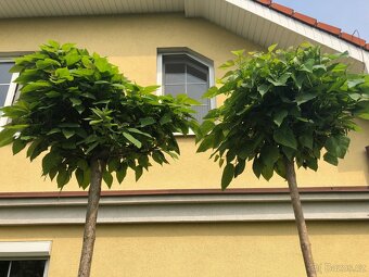 Catalpa stromky Nana - zakrslé, nebo Bignonioides velké - 3