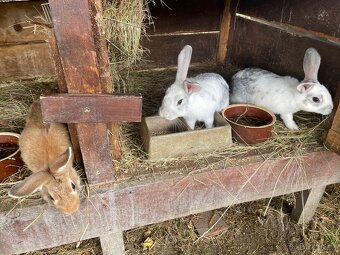 Králíčci strakatý i jednobarevný k odběru - 3