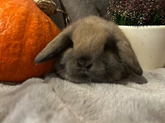 Minilop zakrslý kralíček - 3