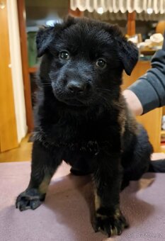 Německý ovčák - 3