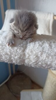 Britská whiskas koťátka s PP - 3